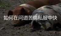 如何在问道苦情私服中快速提升角色实力